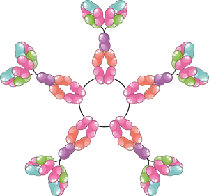 IgM